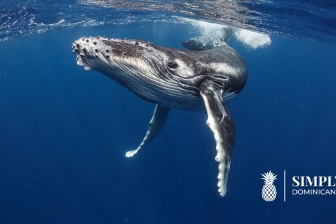 whales-watching-samana-dominican-republic