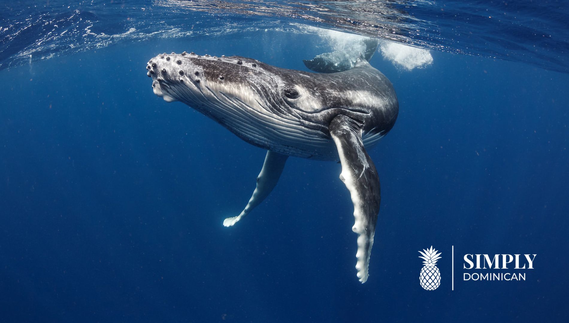 whales-watching-samana-dominican-republic
